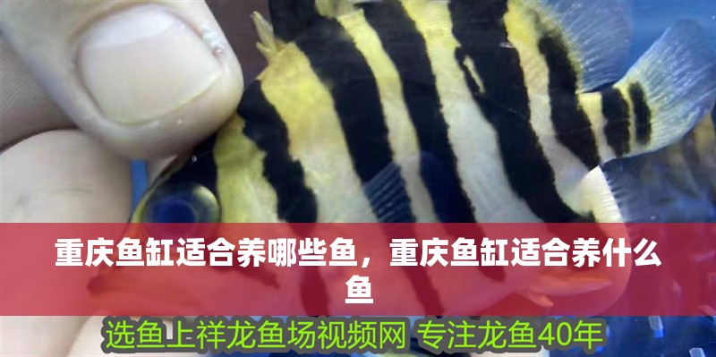 重慶魚缸適合養(yǎng)哪些魚，重慶魚缸適合養(yǎng)什么魚