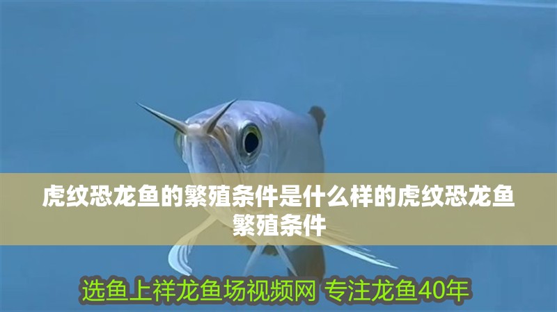 虎紋恐龍魚的繁殖條件是什么樣的虎紋恐龍魚繁殖條件