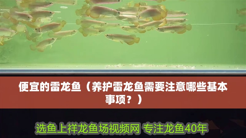 便宜的雷龍魚(yú)（養(yǎng)護(hù)雷龍魚(yú)需要注意哪些基本事項(xiàng)？）