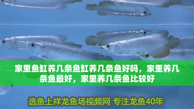 家里魚缸養幾條魚缸養幾條魚好嗎，家里養幾條魚最好，家里養幾條魚比較好