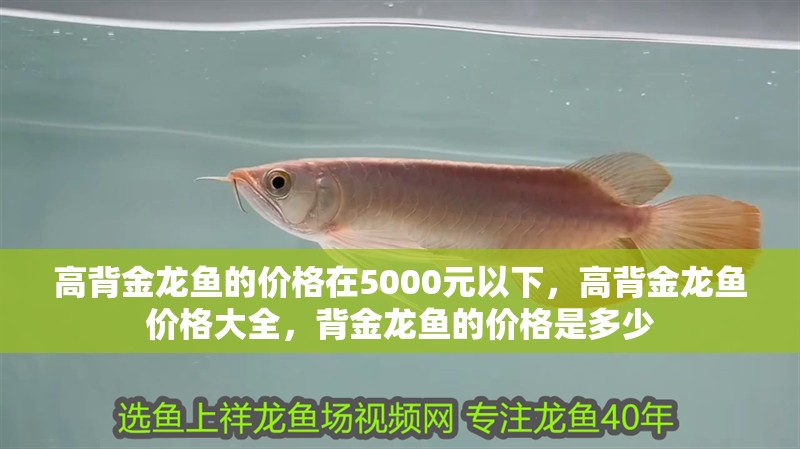 高背金龍魚的價格在5000元以下，高背金龍魚價格大全，背金龍魚的價格是多少