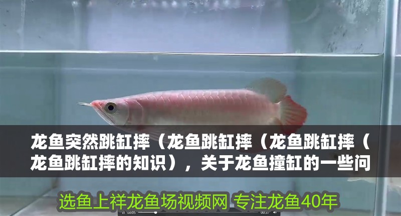 龍魚突然跳缸摔（龍魚跳缸摔（龍魚跳缸摔（龍魚跳缸摔的知識），關于龍魚撞缸的一些問題