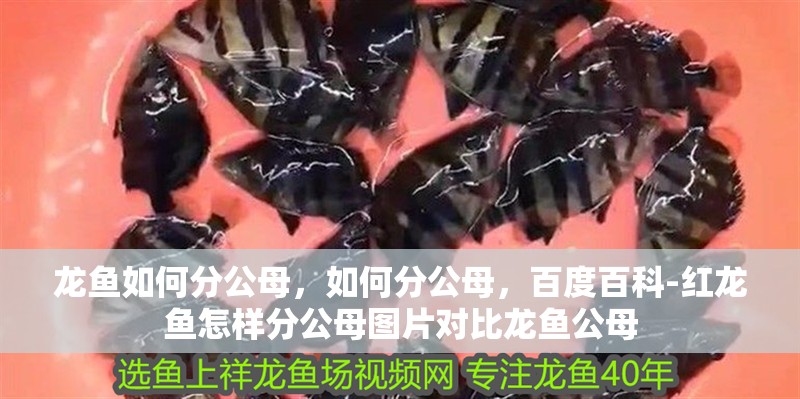 龍魚如何分公母，如何分公母，百度百科-紅龍魚怎樣分公母圖片對比龍魚公母