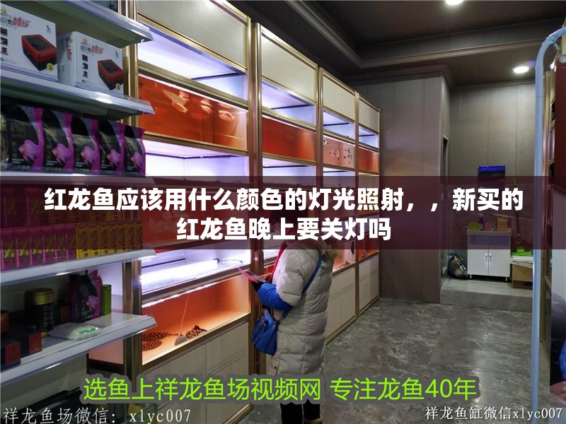 紅龍魚應該用什么顏色的燈光照射，，新買的紅龍魚晚上要關燈嗎