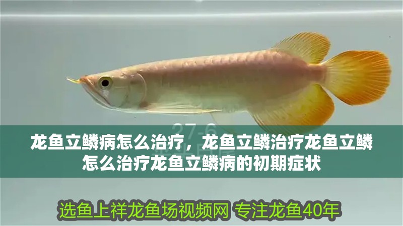 龍魚立鱗病怎么治療，龍魚立鱗治療龍魚立鱗怎么治療龍魚立鱗病的初期癥狀