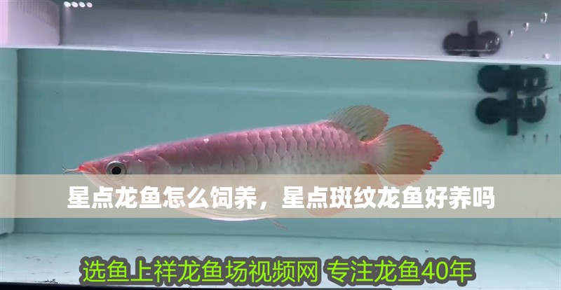 星點(diǎn)龍魚(yú)怎么飼養(yǎng)，星點(diǎn)斑紋龍魚(yú)好養(yǎng)嗎