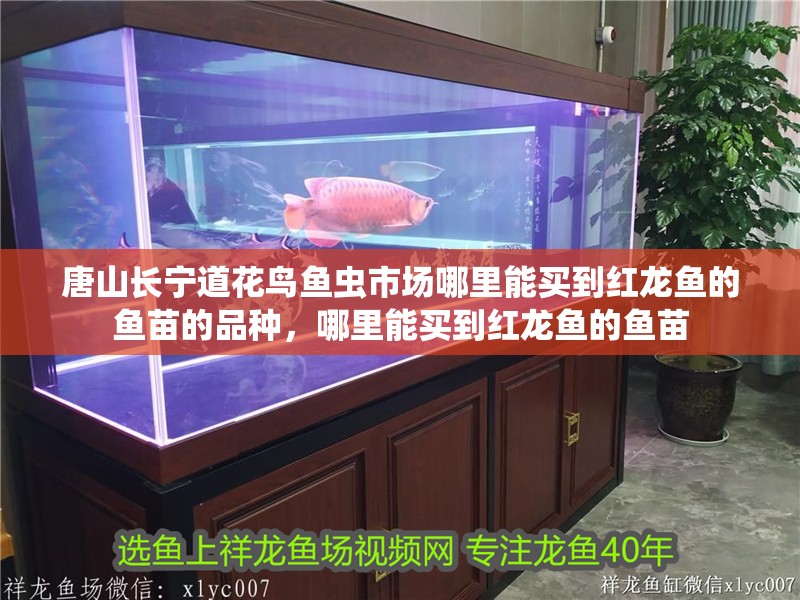 唐山長寧道花鳥魚蟲市場哪里能買到紅龍魚的魚苗的品種，哪里能買到紅龍魚的魚苗