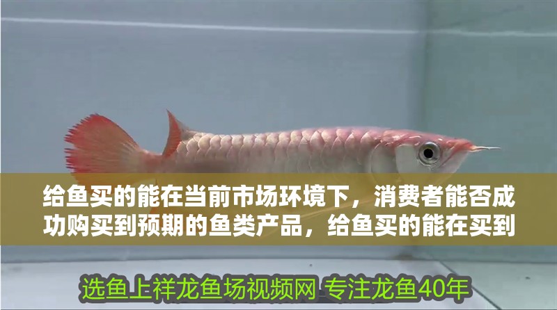 給魚買的能在當前市場環境下，消費者能否成功購買到預期的魚類產品，給魚買的能在買到嗎，我準備等龍大點胸鰭長好了給他弄弄眼睛