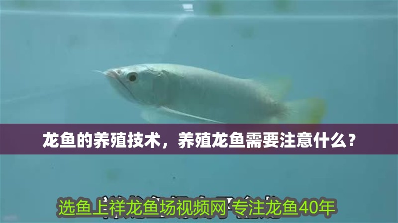 龍魚的養殖技術，養殖龍魚需要注意什么？