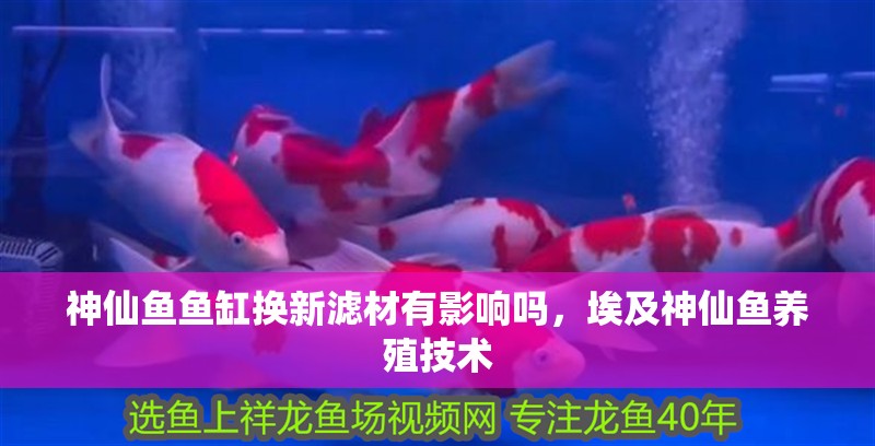 神仙魚魚缸換新濾材有影響嗎，埃及神仙魚養殖技術