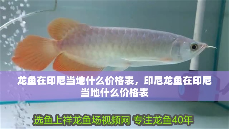 龍魚在印尼當(dāng)?shù)厥裁磧r(jià)格表，印尼龍魚在印尼當(dāng)?shù)厥裁磧r(jià)格表