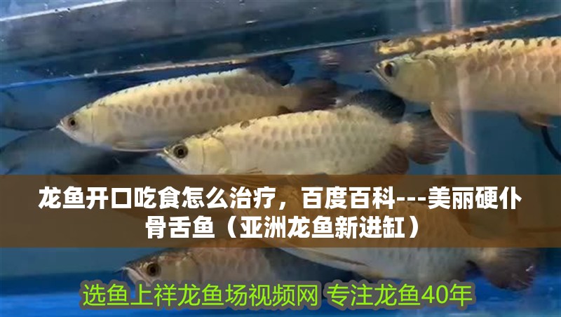 龍魚開口吃食怎么治療，百度百科---美麗硬仆骨舌魚（亞洲龍魚新進缸）