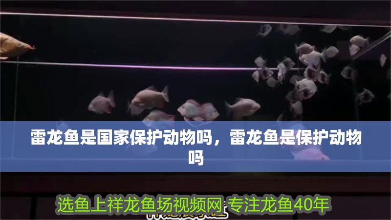 雷龍魚是國家保護動物嗎，雷龍魚是保護動物嗎