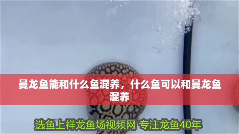 曼龍魚能和什么魚混養，什么魚可以和曼龍魚混養