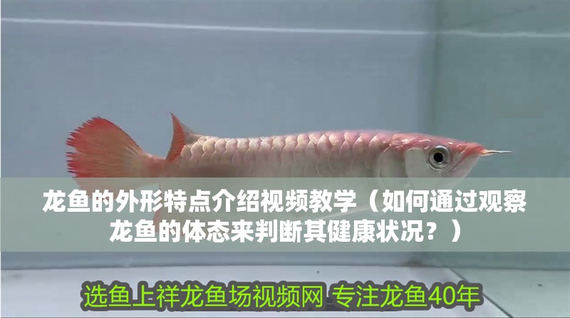 龍魚的外形特點介紹視頻教學（如何通過觀察龍魚的體態來判斷其健康狀況？）