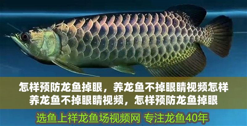 怎樣預防龍魚掉眼，養(yǎng)龍魚不掉眼睛視頻怎樣養(yǎng)龍魚不掉眼睛視頻，怎樣預防龍魚掉眼