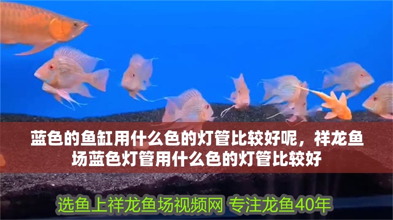 藍色的魚缸用什么色的燈管比較好呢，祥龍魚場藍色燈管用什么色的燈管比較好