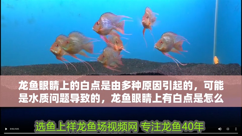 龍魚眼睛上的白點是由多種原因引起的，可能是水質問題導致的，龍魚眼睛上有白點是怎么回事？