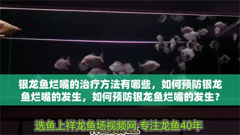 銀龍魚爛嘴的治療方法有哪些，如何預防銀龍魚爛嘴的發生，如何預防銀龍魚爛嘴的發生？