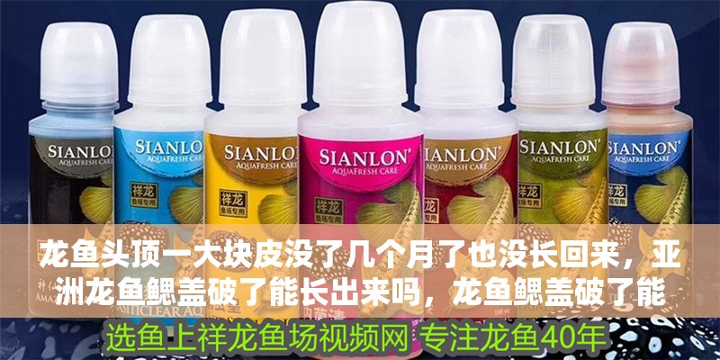 龍魚頭頂一大塊皮沒了幾個月了也沒長回來，亞洲龍魚鰓蓋破了能長出來嗎，龍魚鰓蓋破了能長好嗎
