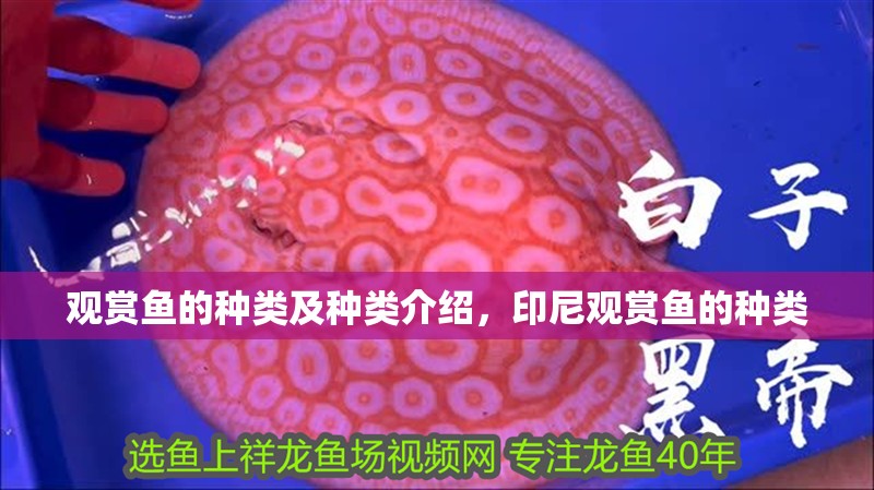 觀賞魚的種類及種類介紹，印尼觀賞魚的種類