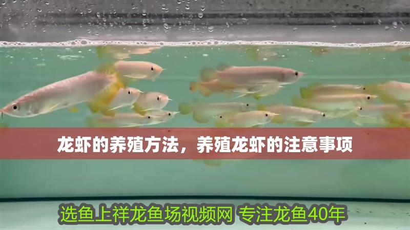 龍蝦的養殖方法，養殖龍蝦的注意事項