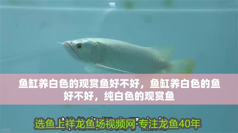 魚缸養白色的觀賞魚好不好，魚缸養白色的魚好不好，純白色的觀賞魚