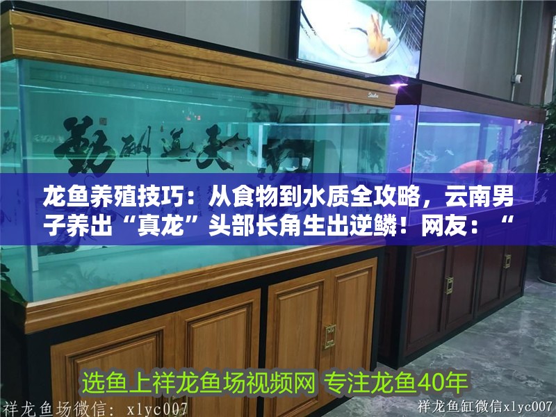 龍魚養殖技巧：從食物到水質全攻略，云南男子養出“真龍”頭部長角生出逆鱗！網友：“要飛升了”！