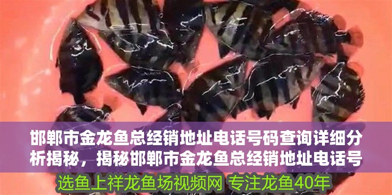邯鄲市金龍魚總經銷地址電話號碼查詢詳細分析揭秘，揭秘邯鄲市金龍魚總經銷地址電話號碼查詢全過程與方法