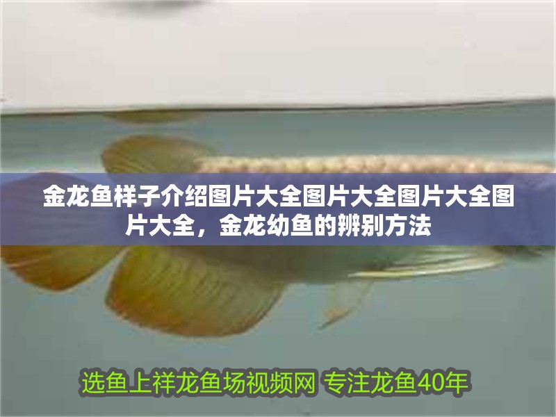 金龍魚樣子介紹圖片大全圖片大全圖片大全圖片大全，金龍幼魚的辨別方法