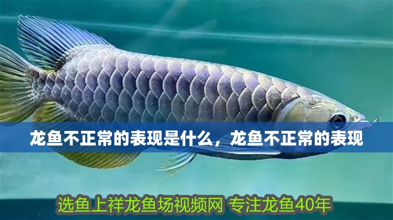 龍魚不正常的表現是什么，龍魚不正常的表現