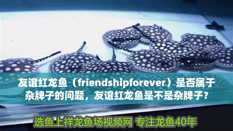 友誼紅龍魚（friendshipforever）是否屬于雜牌子的問題，友誼紅龍魚是不是雜牌子？