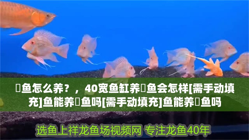 魟魚(yú)怎么養(yǎng)？，40寬魚(yú)缸養(yǎng)魟魚(yú)會(huì)怎樣[需手動(dòng)填充]魚(yú)能養(yǎng)魟魚(yú)嗎[需手動(dòng)填充]魚(yú)能養(yǎng)魟魚(yú)嗎