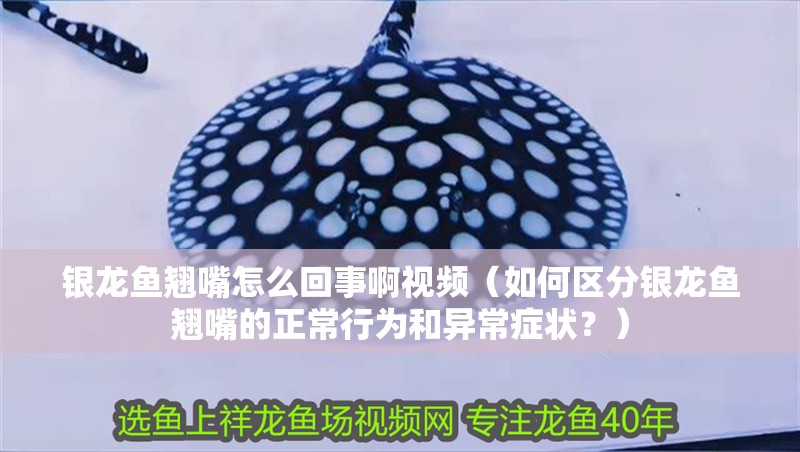銀龍魚翹嘴怎么回事啊視頻（如何區分銀龍魚翹嘴的正常行為和異常癥狀？）