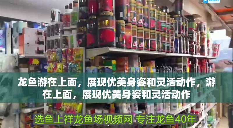 龍魚游在上面，展現(xiàn)優(yōu)美身姿和靈活動(dòng)作，游在上面，展現(xiàn)優(yōu)美身姿和靈活動(dòng)作
