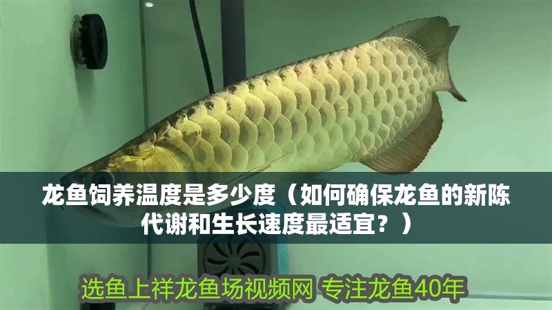 龍魚飼養(yǎng)溫度是多少度（如何確保龍魚的新陳代謝和生長速度最適宜？）