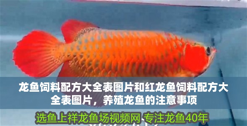 龍魚飼料配方大全表圖片和紅龍魚飼料配方大全表圖片，養殖龍魚的注意事項