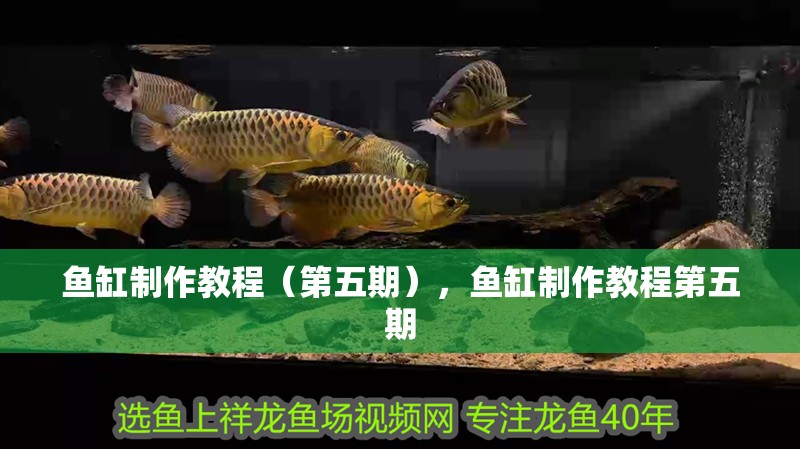 魚缸制作教程（第五期），魚缸制作教程第五期