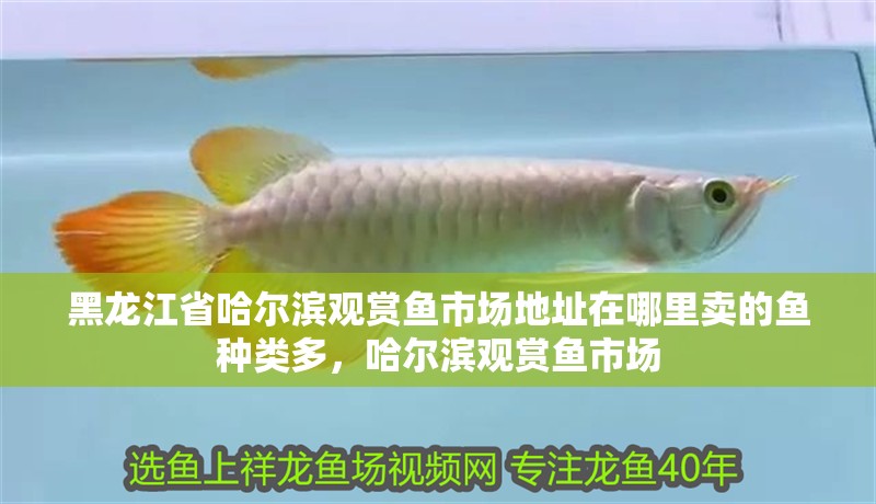 黑龍江省哈爾濱觀賞魚市場地址在哪里賣的魚種類多，哈爾濱觀賞魚市場