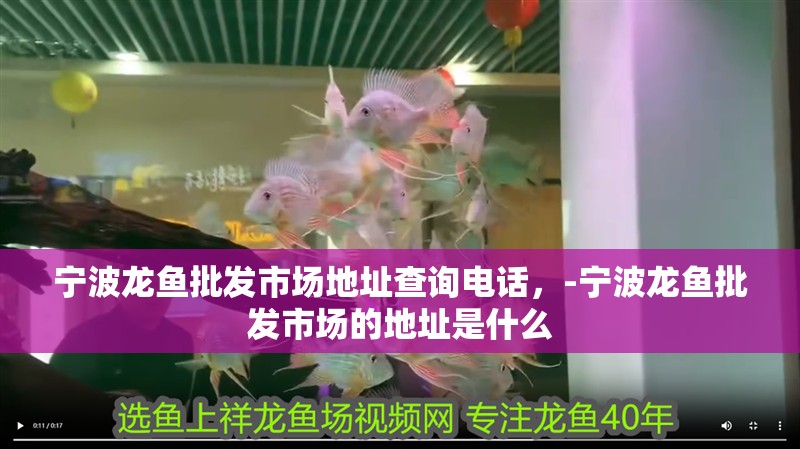 寧波龍魚批發(fā)市場地址查詢電話，-寧波龍魚批發(fā)市場的地址是什么
