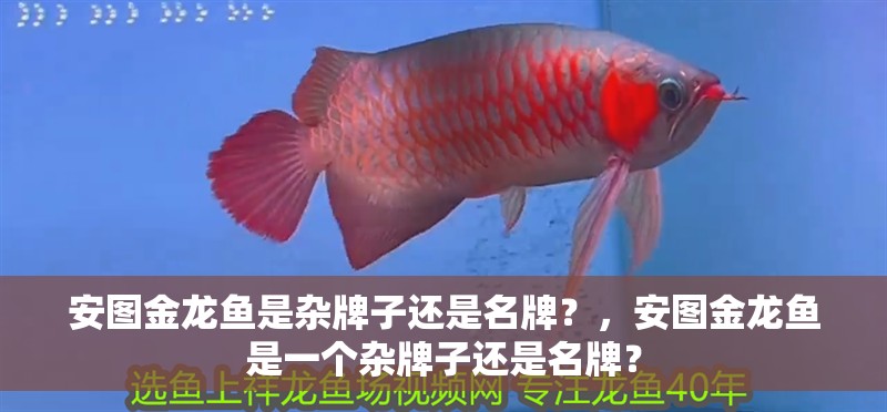 安圖金龍魚是雜牌子還是名牌？，安圖金龍魚是一個雜牌子還是名牌？