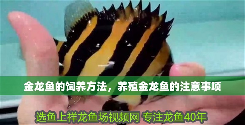 金龍魚的飼養方法，養殖金龍魚的注意事項