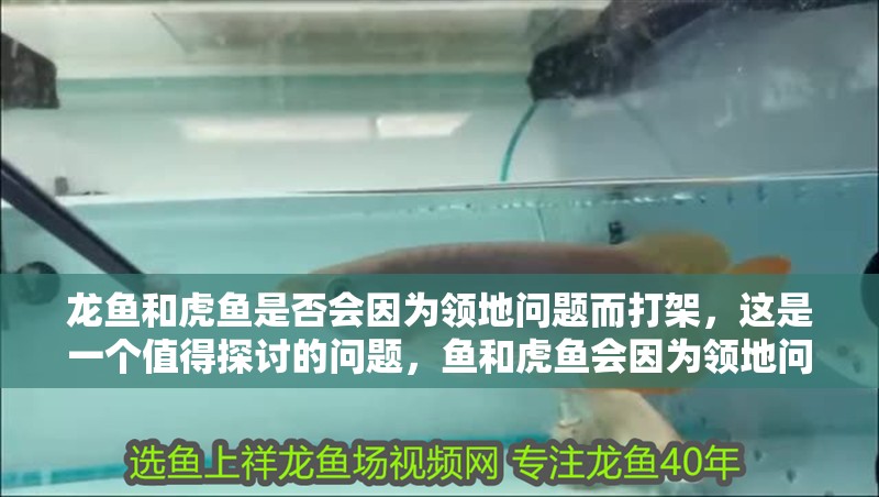 龍魚和虎魚是否會因為領地問題而打架，這是一個值得探討的問題，魚和虎魚會因為領地問題而打架嗎？