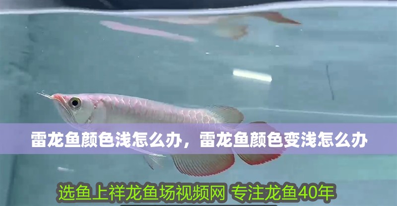 雷龍魚顏色淺怎么辦，雷龍魚顏色變淺怎么辦