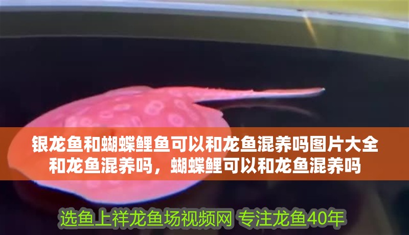 銀龍魚和蝴蝶鯉魚可以和龍魚混養(yǎng)嗎圖片大全和龍魚混養(yǎng)嗎，蝴蝶鯉可以和龍魚混養(yǎng)嗎