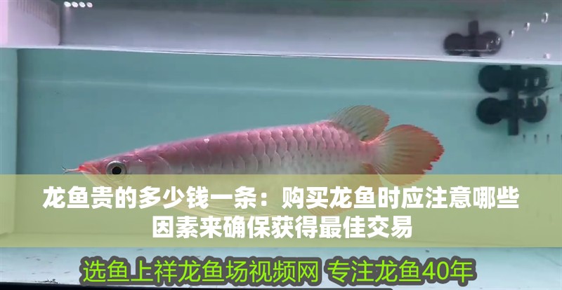 龍魚貴的多少錢一條：購買龍魚時應注意哪些因素來確保獲得最佳交易
