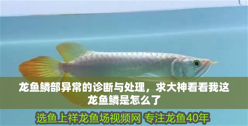 龍魚(yú)鱗部異常的診斷與處理，求大神看看我這龍魚(yú)鱗是怎么了