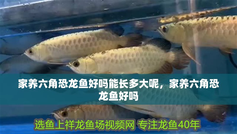 家養(yǎng)六角恐龍魚好嗎能長(zhǎng)多大呢，家養(yǎng)六角恐龍魚好嗎