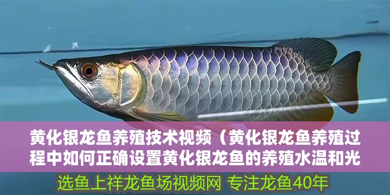 黃化銀龍魚養殖技術視頻（黃化銀龍魚養殖過程中如何正確設置黃化銀龍魚的養殖水溫和光照條件）