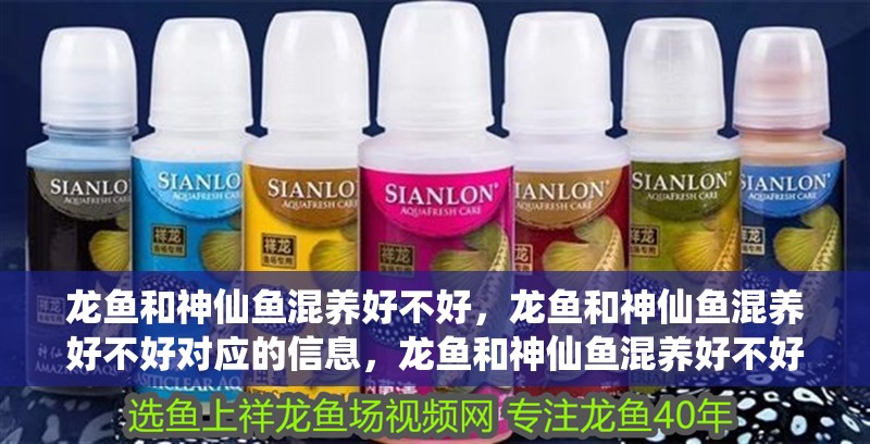 龍魚和神仙魚混養好不好，龍魚和神仙魚混養好不好對應的信息，龍魚和神仙魚混養好不好